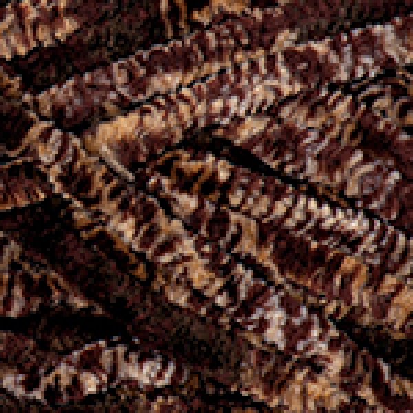 Dolce 804